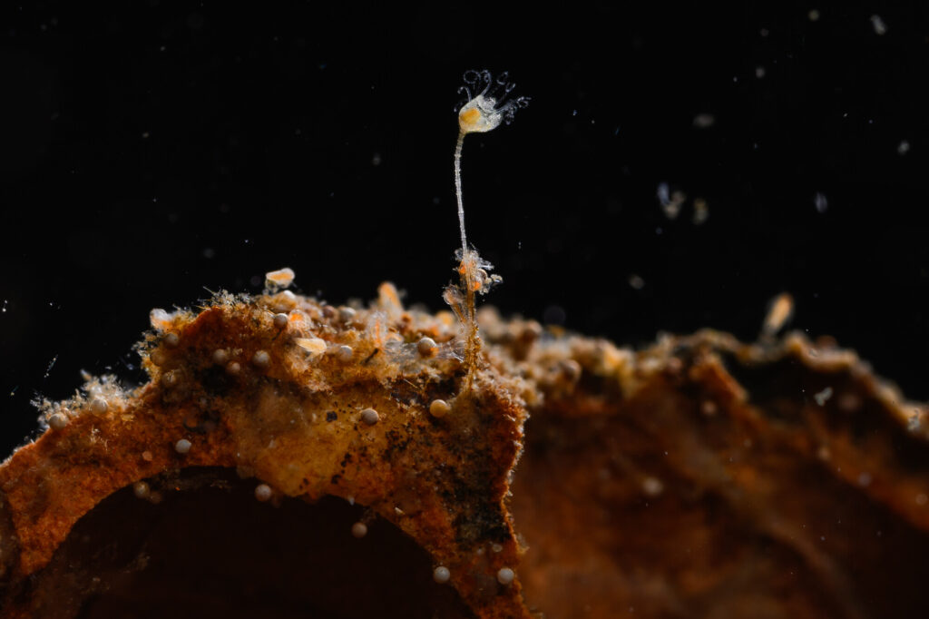 Juvenile feather star - pentacrinoid stage of Antedon bifida